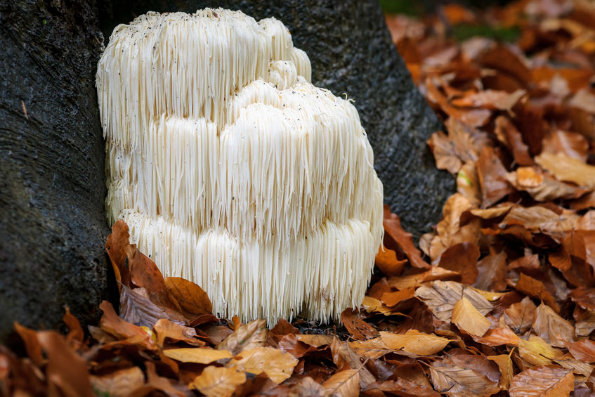 Hericium v přírodě